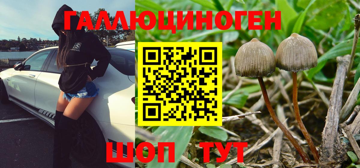 Галлюциногенные грибы GOLDEN TEACHER  Вход с VPN  Псилоцибиновые грибы Psilocybine cubensis  Вязьма 